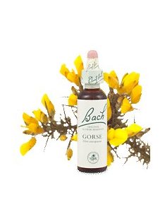 GORSE - SÜLZANÓT 20ml