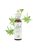 SCLERANTHUS - EGYNYÁRI SZIKÁRKA 20ml