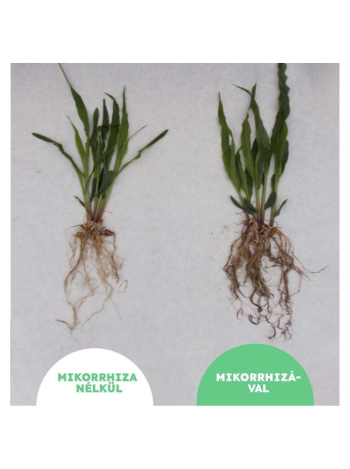 Mikomax Garden mikorhizza gomba 60g-tól